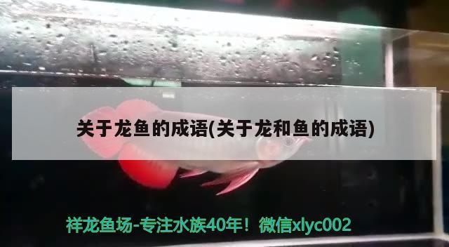 龍魚干蝦有營養嗎 關于龍魚的成語(關于龍和魚的成語) 魚缸百科 關于龍魚的成語(關于龍和魚的成語) 關于龍魚的成語(關于龍和魚的成語) 魚缸百科