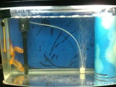 魚缸過濾材料的比較分析：魚缸過濾器過濾材料分析活性炭、陶瓷環(huán)、海綿、玻璃棉和生物濾料 魚缸過濾材料的比較分析：魚缸過濾器過濾材料分析活性炭、陶瓷環(huán)、海綿、玻璃棉和生物濾料 魚缸百科 第1張