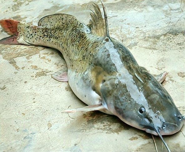 狗魚為什么是十大最臟魚
