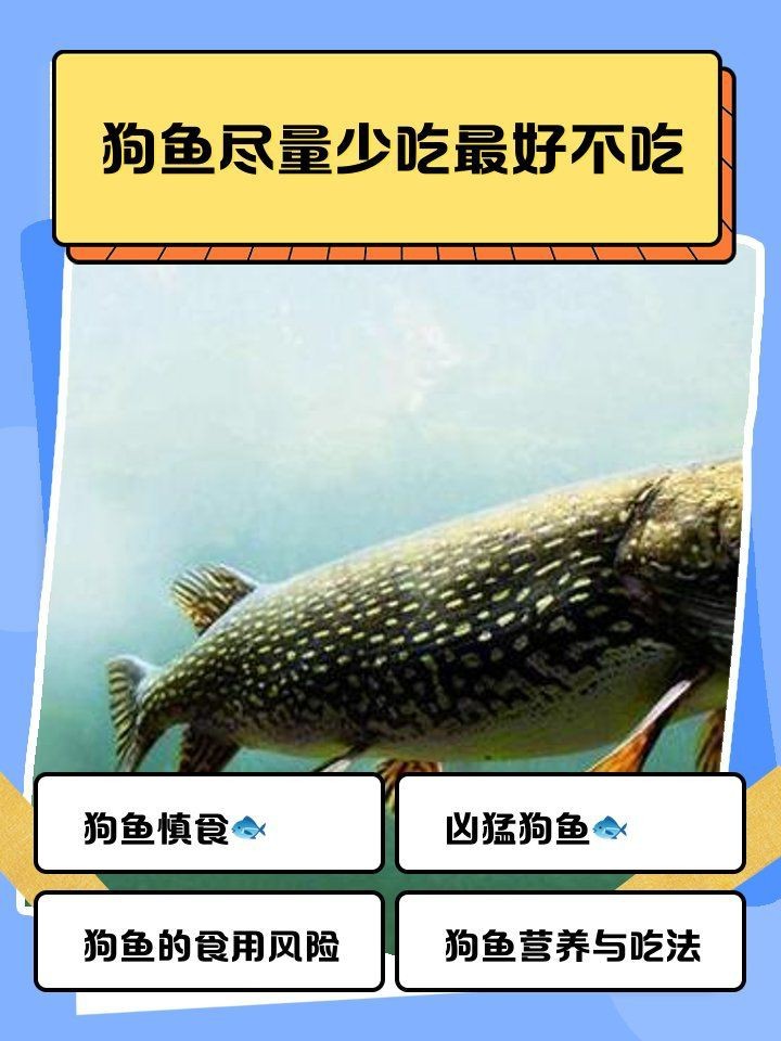 狗魚為什么是十大最臟魚