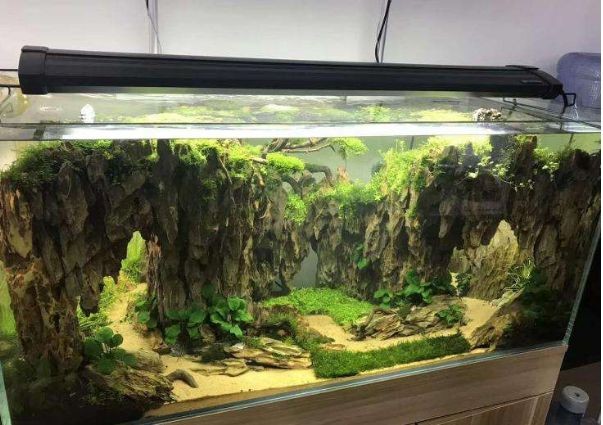 海底魚缸造景效果圖的應用：海底魚缸造景效果圖是一門藝術與科學魚缸造景的藝術