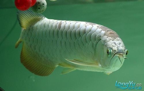 金頭龍魚圖片大全大圖