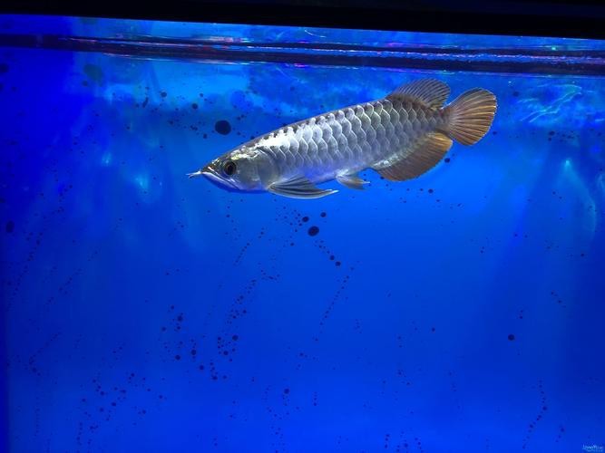 金頭龍魚圖片大全大圖