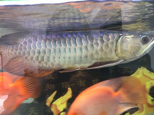 金頭龍魚圖片大全大圖