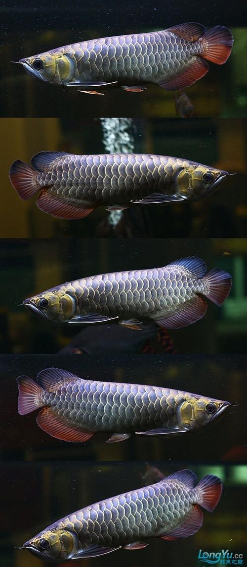 金頭龍魚圖片大全大圖