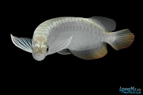 金頭龍魚圖片大全大圖