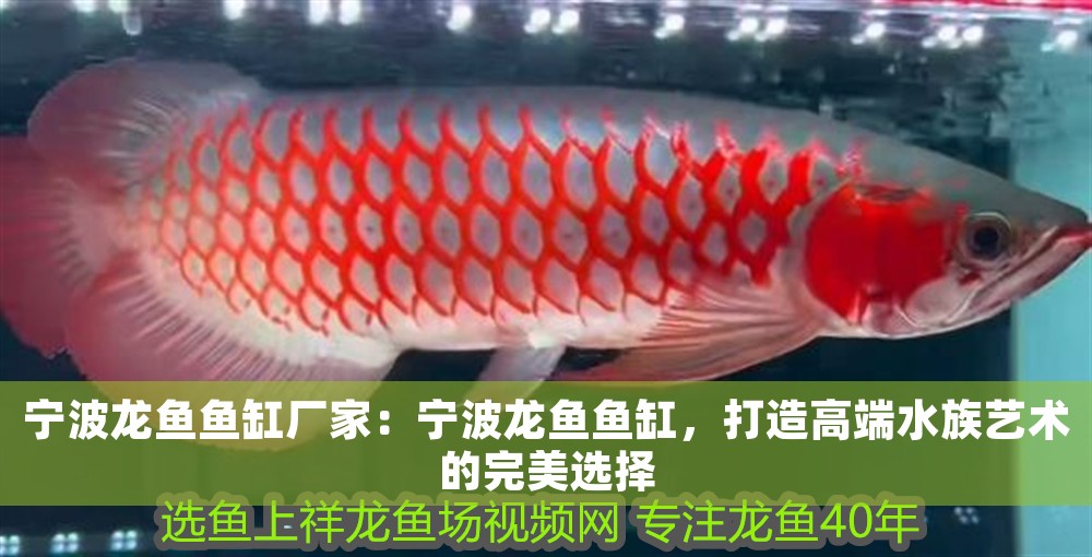 寧波龍魚魚缸廠家：寧波龍魚魚缸，打造高端水族藝術的完美選擇