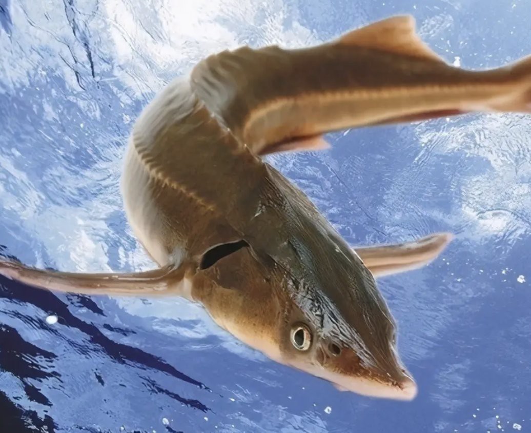 淡水魚入海是不是都死了 淡水魚入海是不是都死了 龍魚論壇 第3張