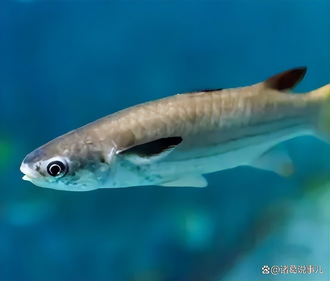 淡水魚入海是不是都死了 淡水魚入海是不是都死了 龍魚論壇 第1張