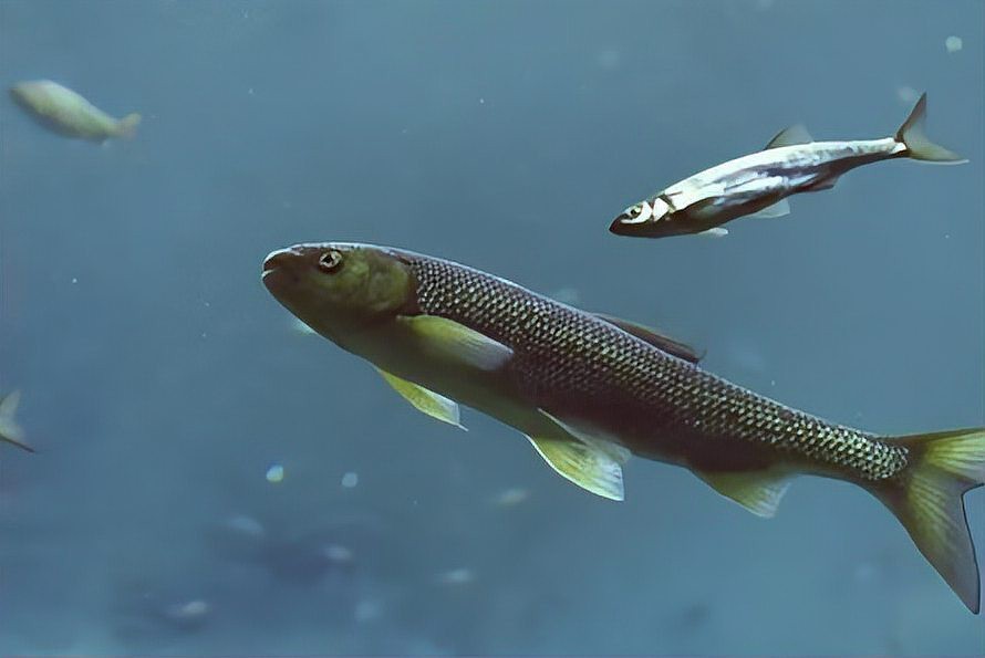 淡水魚入海是不是都死了 淡水魚入海是不是都死了 龍魚論壇 第6張