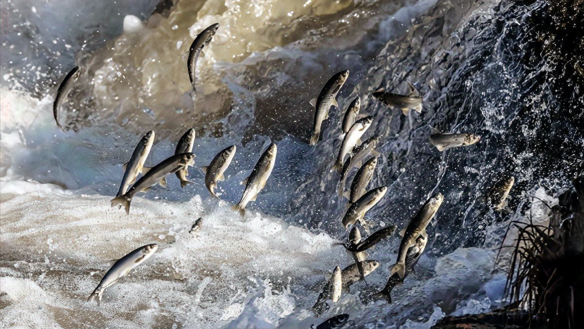 淡水魚入海是不是都死了 淡水魚入海是不是都死了 龍魚論壇 第5張