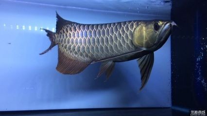 龍魚極品古典藍(lán)多少錢（極品古典藍(lán)金龍魚價(jià)格）