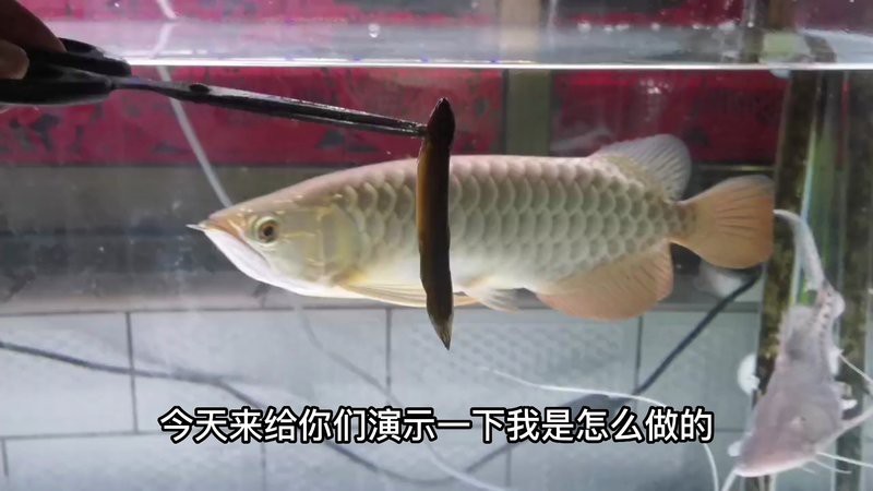 喂龍魚的飼料魚要怎么消毒
