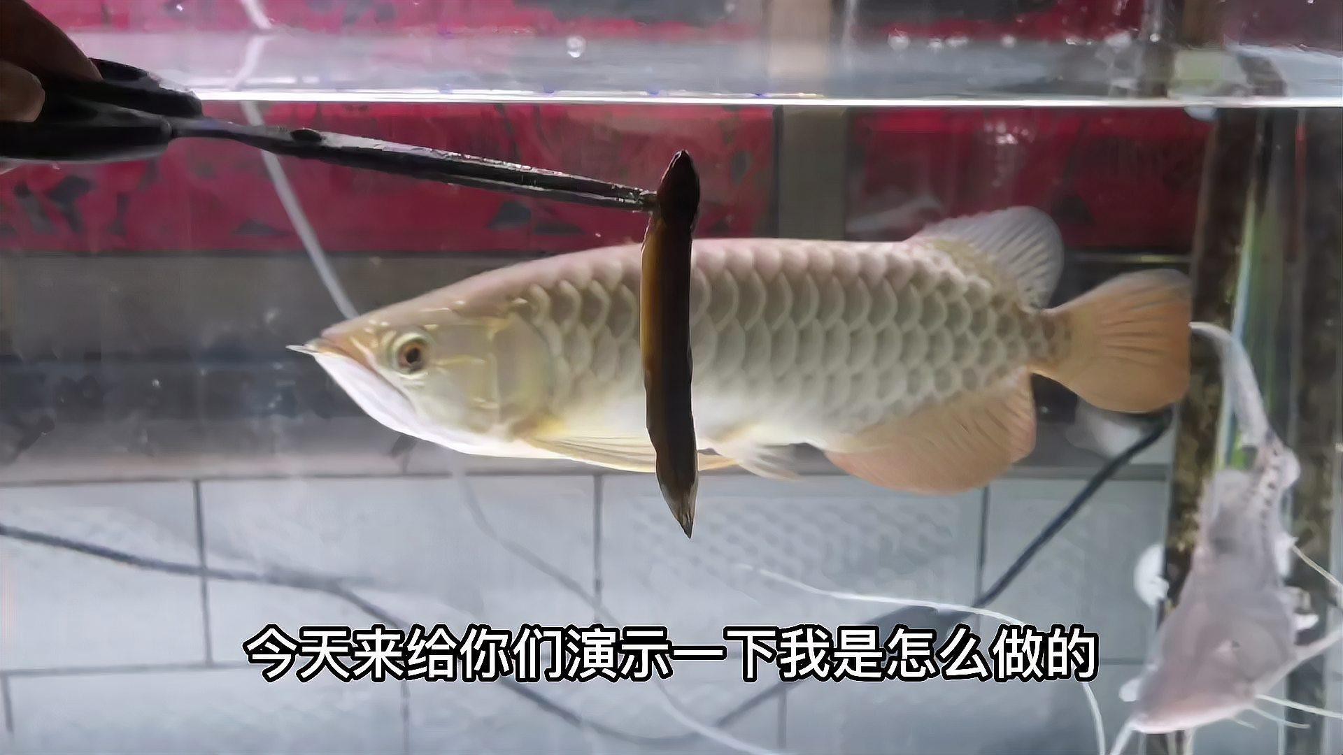 喂龍魚的飼料魚要怎么消毒