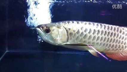 純黑龍魚：純黑色金龍魚是一種非常罕見的觀賞魚 純黑龍魚：純黑色金龍魚是一種非常罕見的觀賞魚 龍魚百科 第1張
