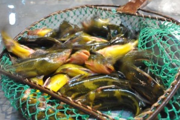 非洲金鼓魚最忌三種東西 非洲金鼓魚最忌三種東西 龍魚論壇 第1張