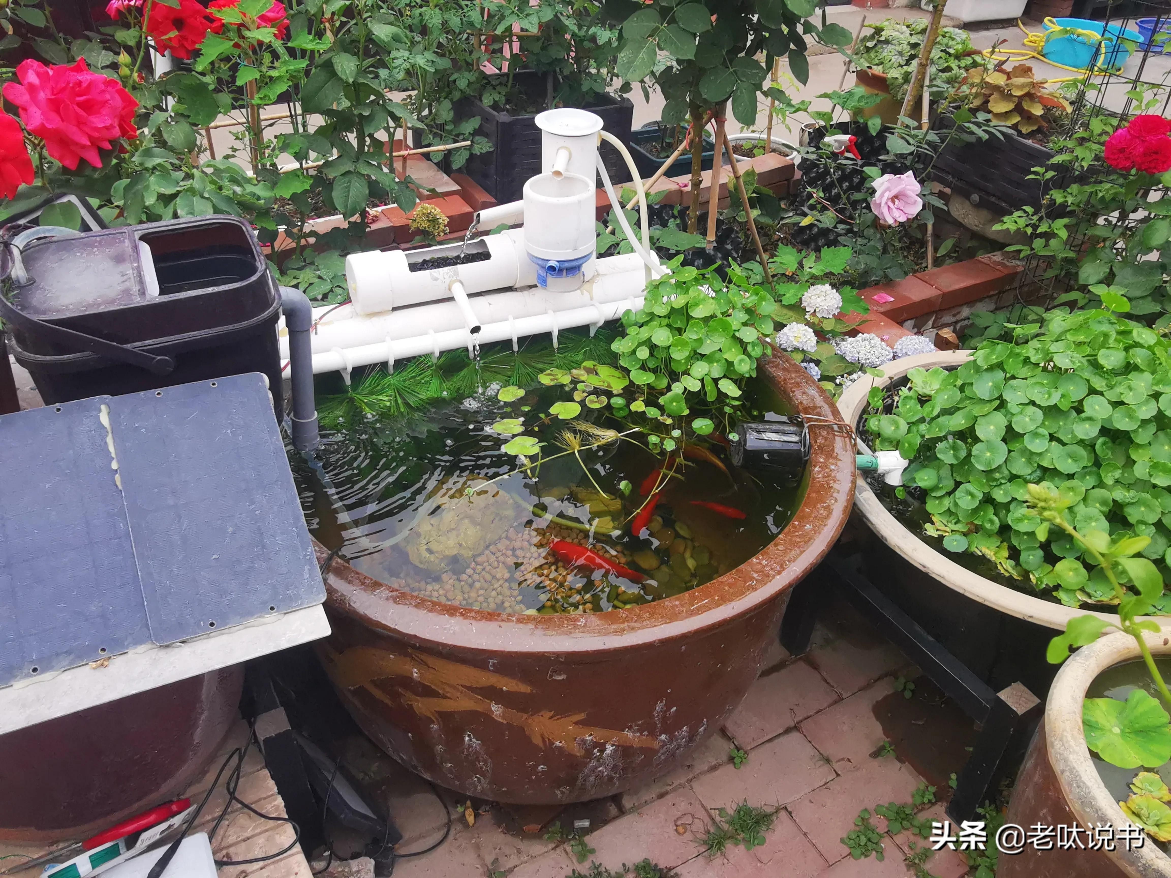 戶外魚缸養殖技巧：如何在戶外魚缸中養出健康的觀賞魚