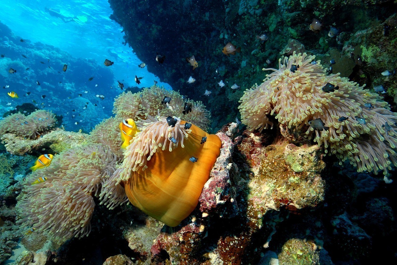 石斑魚在水下多少米 石斑魚在水下多少米 龍魚論壇 第2張