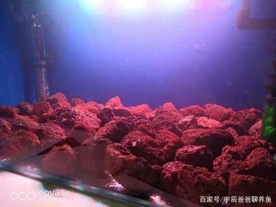 魚缸濾材怎么用:如何正確使用魚缸濾材 魚缸百科 第4張 魚缸濾材怎么用:如何正確使用魚缸濾材 魚缸濾材怎么用:如何正確使用魚缸濾材 魚缸百科 第4張