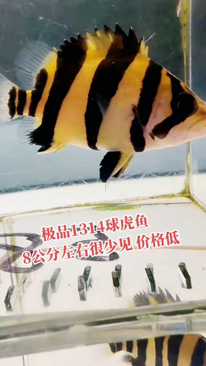 虎魚(yú)的1314紋好還是4紋好
