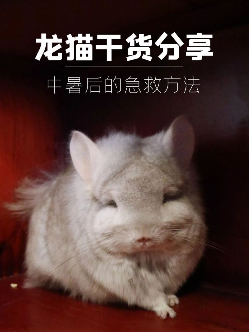 龍貓中暑后如何急救處理？