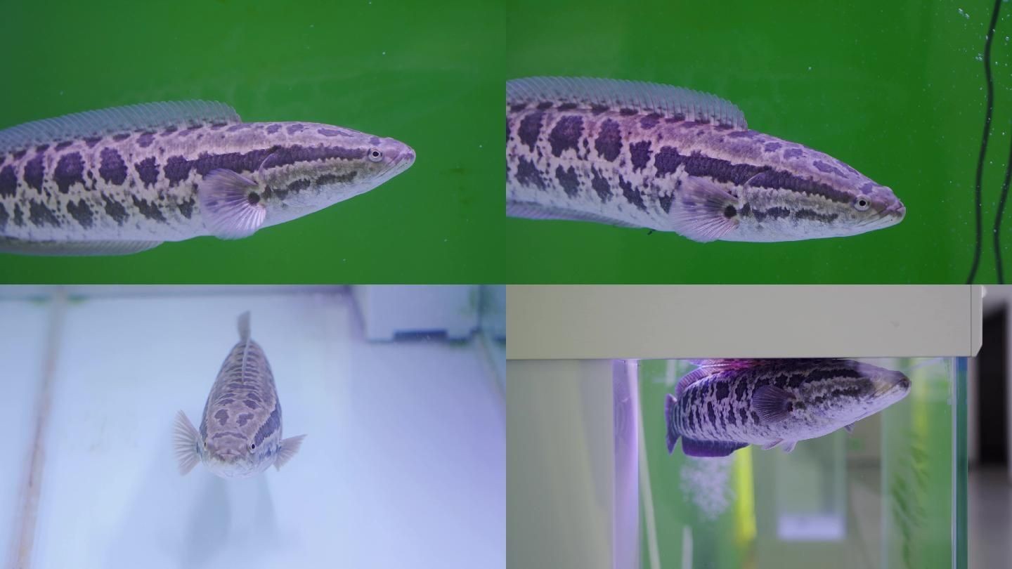 黑魚魚缸養(yǎng)殖視頻播放器（小伙養(yǎng)殖黑魚,這一大波魚群今年絕對賺翻了!）