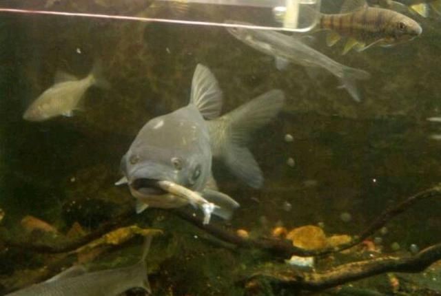 黑魚魚缸養(yǎng)殖視頻播放器（小伙養(yǎng)殖黑魚,這一大波魚群今年絕對賺翻了!）