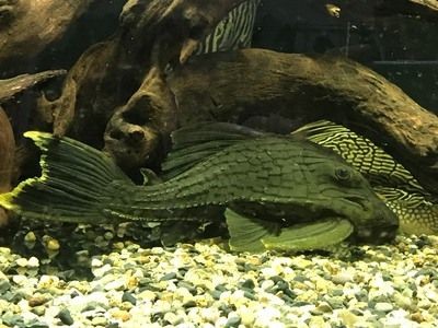 綠皮皇冠豹魚適宜水溫范圍：如何判斷綠皮皇冠豹魚健康，綠皮皇冠豹魚繁殖技巧分享