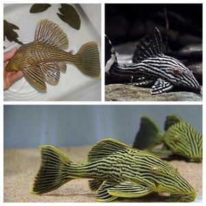 綠皮皇冠豹魚適宜水溫范圍：如何判斷綠皮皇冠豹魚健康，綠皮皇冠豹魚繁殖技巧分享