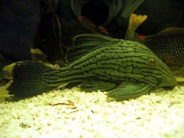 綠皮皇冠豹魚適宜水溫范圍：如何判斷綠皮皇冠豹魚健康，綠皮皇冠豹魚繁殖技巧分享