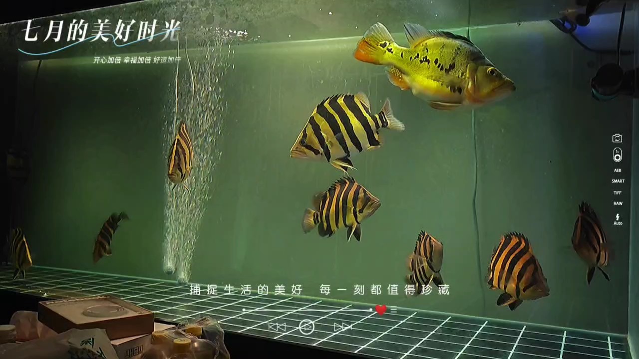 打卡下班，結束養魚佬的一天[haqian]