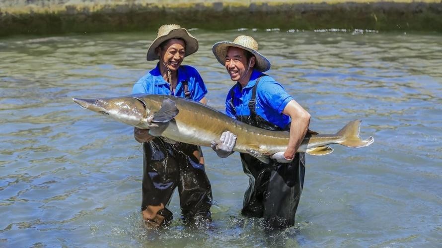 鱘龍魚多少錢一斤2017 龍魚百科 第3張 鱘龍魚多少錢一斤2017 鱘龍魚多少錢一斤2017 龍魚百科 第3張