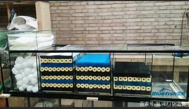魚缸開缸失敗有什么表現：如何預防魚缸開缸失敗