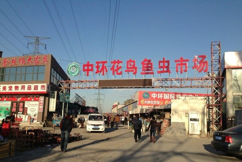 沈陽水族批發市場（沈陽水族市場特色魚類）