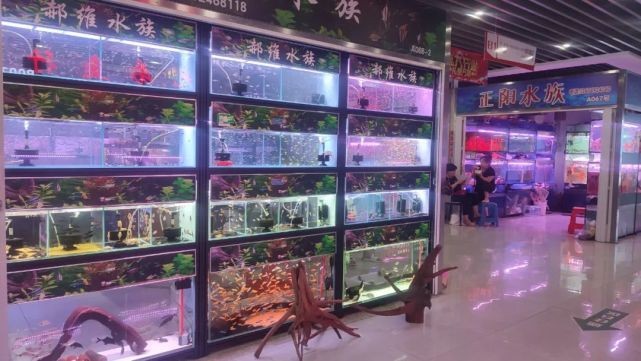 沈陽水族批發市場（沈陽水族市場特色魚類）