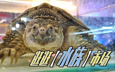 沈陽水族批發市場（沈陽水族市場特色魚類）