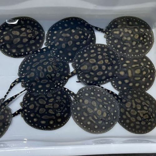 魟魚黑金品種圖片 魟魚黑金品種圖片 龍魚論壇 第8張