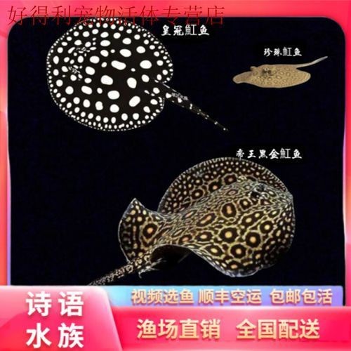 魟魚黑金品種圖片 魟魚黑金品種圖片 龍魚論壇 第2張