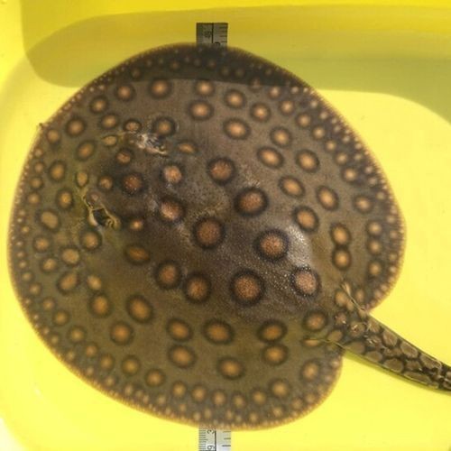 魟魚黑金品種圖片 魟魚黑金品種圖片 龍魚論壇 第20張