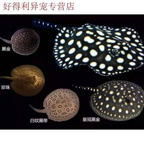 魟魚黑金品種圖片 魟魚黑金品種圖片 龍魚論壇 第23張