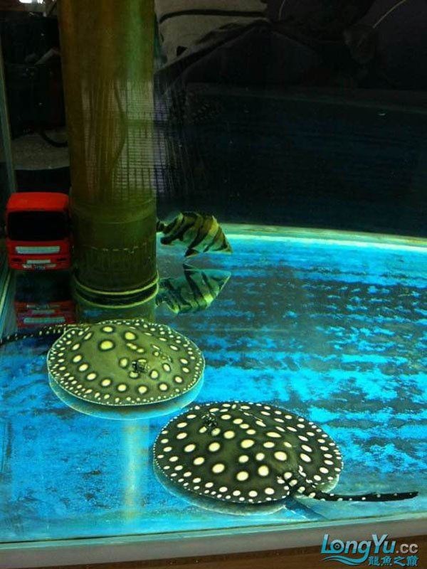 魟魚黑金品種圖片 魟魚黑金品種圖片 龍魚論壇 第28張