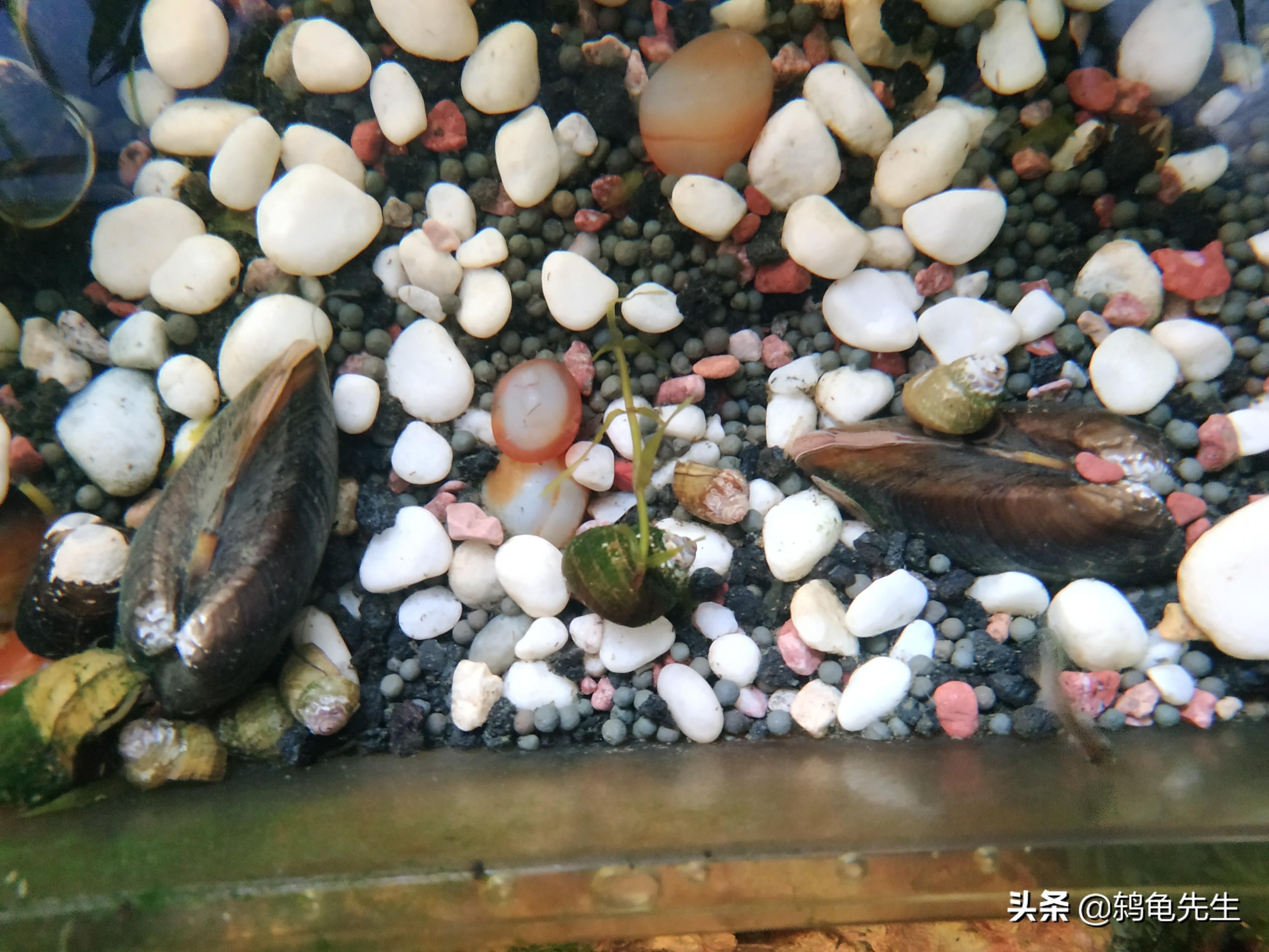 夏季魚缸養河蚌的注意事項和解決方法和解決方法：你魚缸里的河蚌還活著嗎?