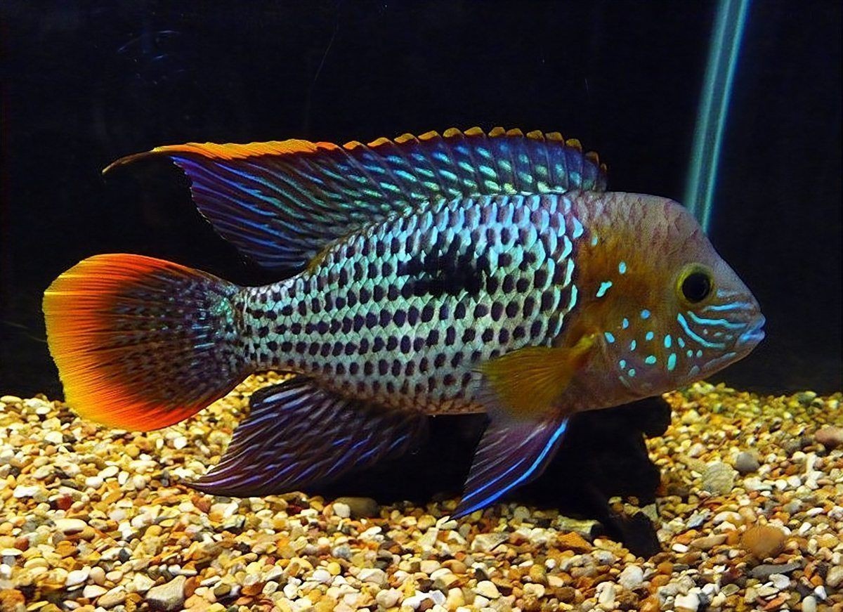 紅尾皇冠魚為什么沒人養