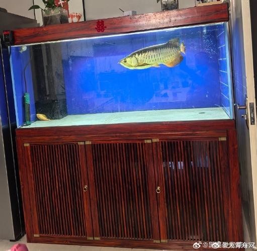 龍魚白缸還是黑缸好呢圖片