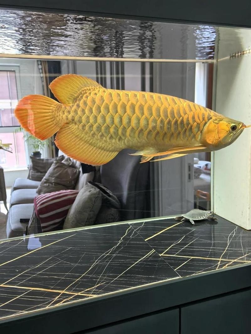 龍魚白缸還是黑缸好呢圖片