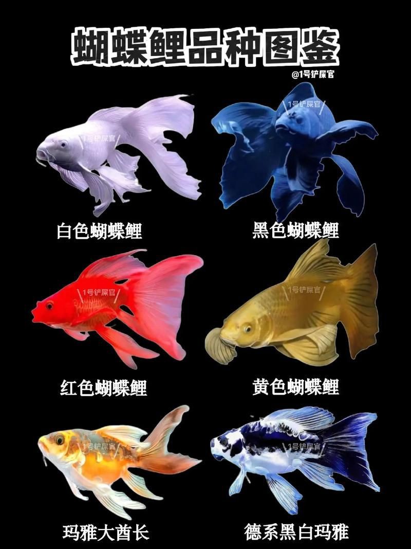 蝴蝶鯉反祖魚圖片