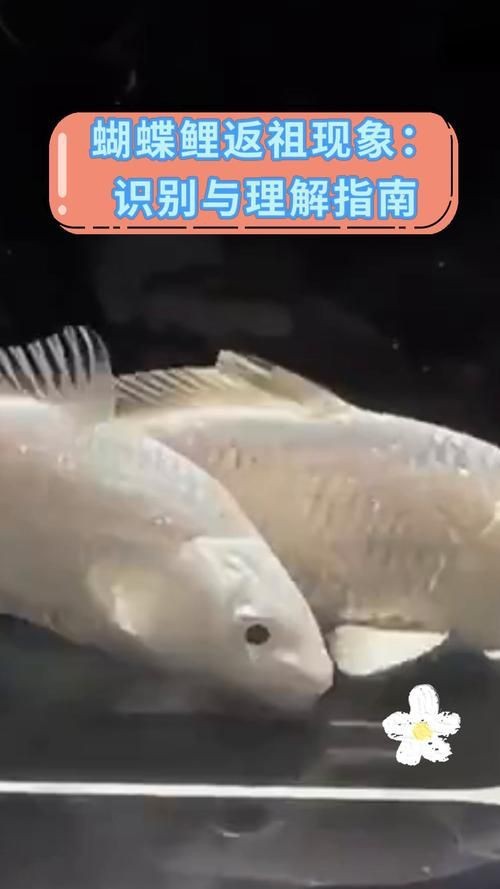 蝴蝶鯉反祖魚圖片
