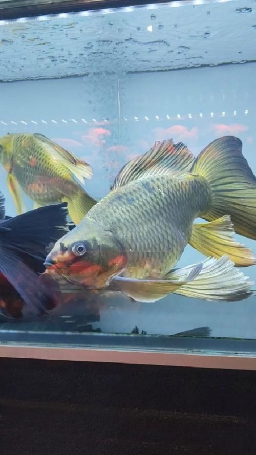 蝴蝶鯉反祖魚圖片