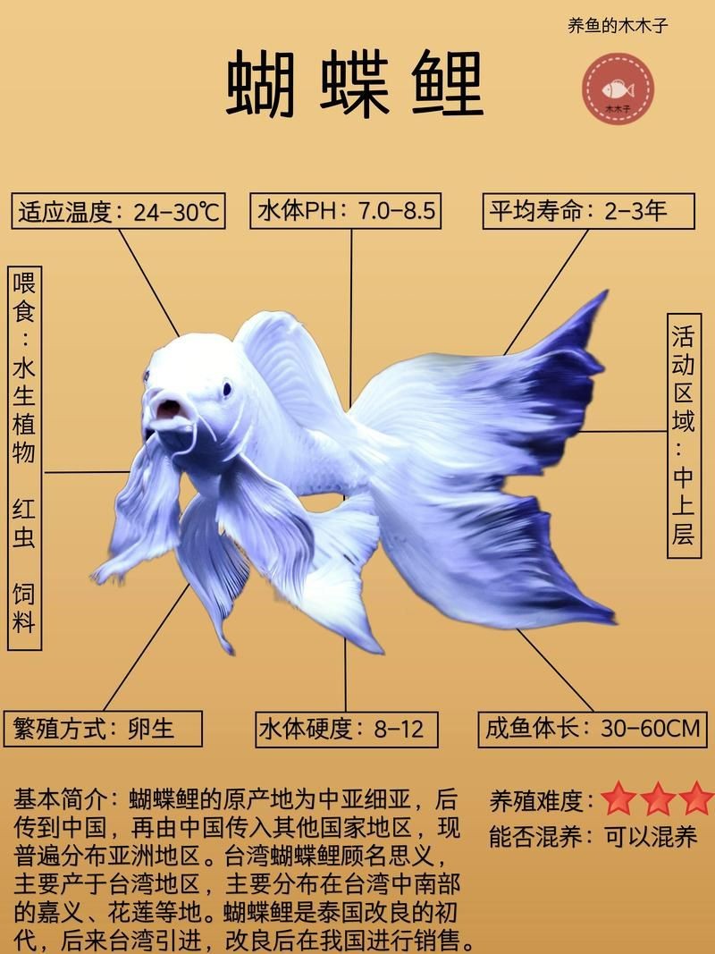 蝴蝶鯉反祖魚圖片