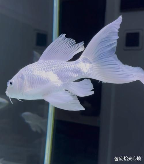 蝴蝶鯉反祖魚圖片